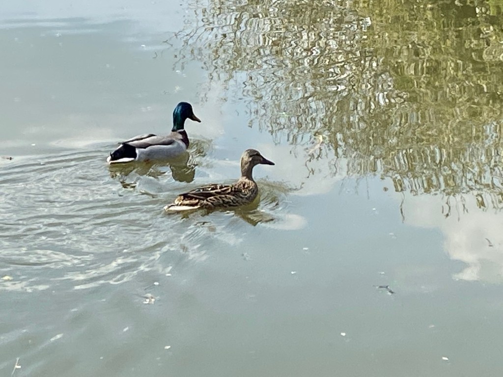 Parallel Parking and Stag&nbsp;Nights